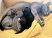 Kittens