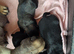1 gorgeous Pug Puppy left
