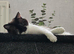 2 year old cat for sale