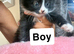 White female kitten- black & white male and female