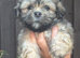 Lovely pedigree puppys Ready now