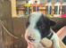 Border collie puppies