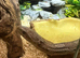 Corn snake