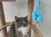 TICA Ragdoll BOYS HCM,PKD Certyficate Ready to pick up naw.:)