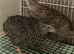 Japanese quails