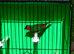 Red Faced Parrot Finch Hen.&pound;40