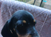 Beautiful dachshund babys looking a forever home