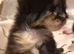 Ragdol x persian kittens