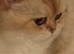 ☆ GCCF British Shorthair Male Top Quality☆