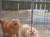 Miniature pomeranian