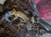 Leopard gecko