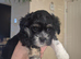 One beautiful morkie   boy left