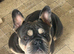 French bulldog stud