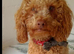Outstanding quality maltipoo .