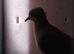 1 Diamond dove