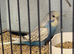 Baby budgies