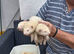 Greyhound ferrets