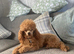 Kc Health Tested Red Toy Poodle At Stud