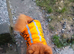 PEDIGREE MALE AND FEMALE CHOW CHOWS