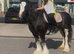 For sale Zafir 14hands  mare