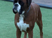 Kc Bobtail