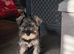 Miniature schnauzer puppy