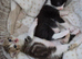 Beautiful Kittens Looking for Loving Homes!