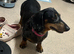 Dachshund girl back in tanand dapple lovely nature dog good on walks good with other dogs good with kids and other people free and wormed chipped sell