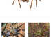 Reptile fish amphibians insects wanted