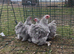 Lavender Pekin Bantam hens
