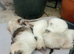 Beautiful Siamese kittens ready for a loving home these kittens are mixed with blue point and Oriental Siamese mum and Dad can be seen as there our fa
