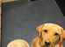 3 beautiful Labrador puppies left 2 male 1 female