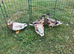 This years call ducks available and looking for a new pond