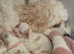 Cavachon puppies