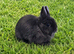 Blue Netherland Dwarf Doe