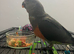 Babys Senegal parrots