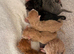 Maine Coon Babies