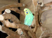 Baby budgies for sale,2
