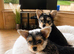 2 female yorkies ready for their forever home