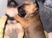 Chuiahahaha puppies
