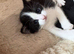 Male Kitten