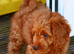 Cockapoo fully vaccinated