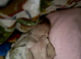 2 stunning cream frenchies.