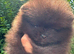 Champion KC Pomeranian puppies Russian\Taiwan bloodlines
