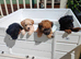 Whelping boxes for hire