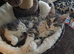 polydactyl rare colour maincoon