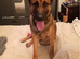 Belgian malinois pups for sale