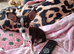 CHIHUAHUA 16 WEEKS BOY