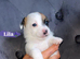 Adorable Jack Russell Mix Puppies – Ready to Find Their Forever Homes!