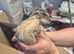 11 Corturnix Quail